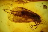 Detailed Fossil Caddisfly and Three Flies in Baltic Amber #142214-2